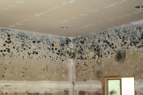 Does A Water Leak Always Mean Mold Leak Masters